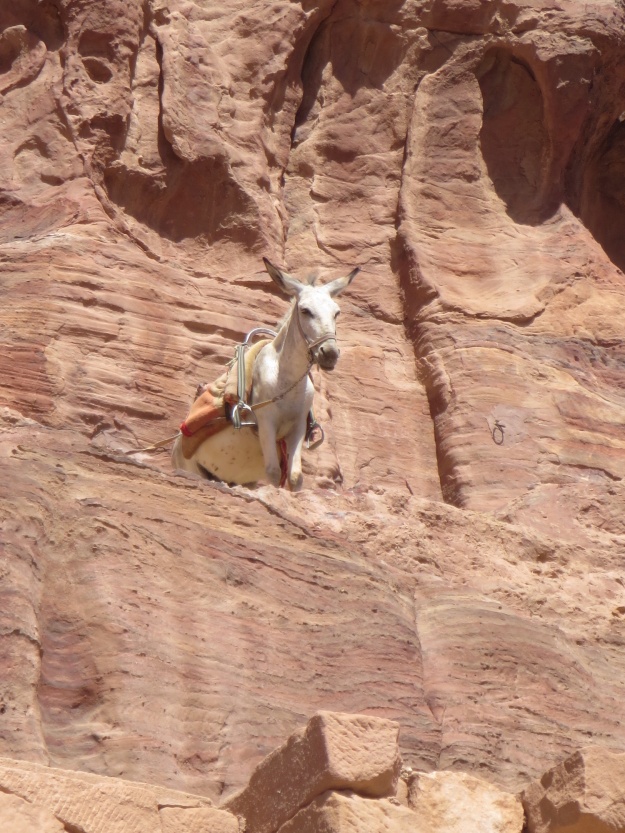 Donkey on a ledge on the cliff face